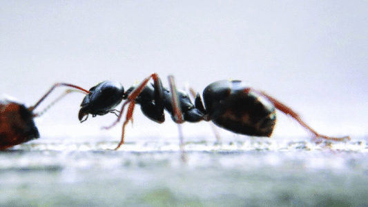 Smuggling 5,000 African ant