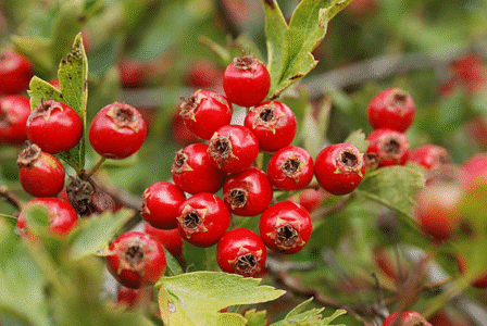 Hawthorn