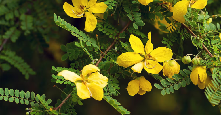 Senna Tea, A Natural and Healthy Laxative