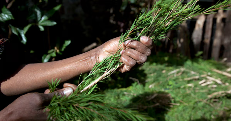 Benefits of Tea Tree Oil