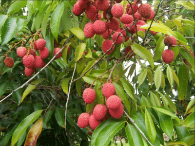 Lychi fruit