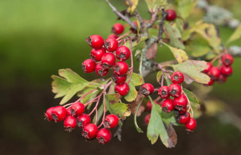 Incredible Health Benefits of Hawthorn Herb