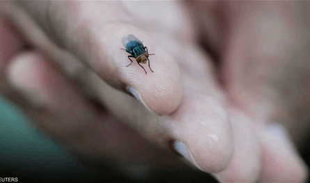 Meat -eating flies that surprise the world .. What do we know about it and is it necessary to worry?