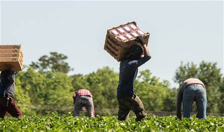 Prices have risen … major damage to crops due to the heat wave