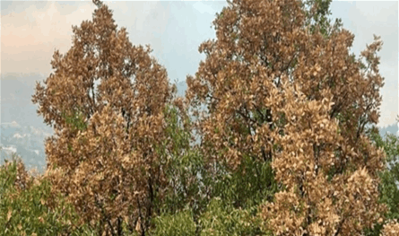 Yibas strikes the trees of Lebanon .. Is there a serious danger?