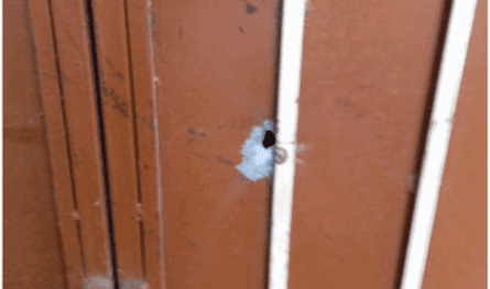 Pictures .. shooting targets the perfume store in Abi Samra