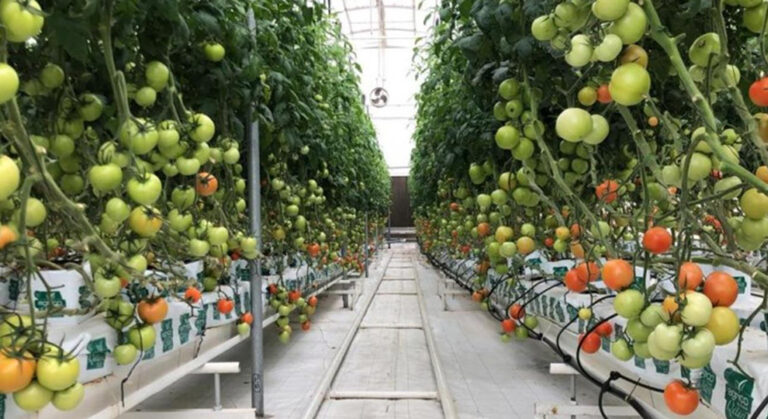 Smart Agriculture: The seeds are chosen with artificial intelligence