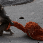 A significant increase in IKEA doll sales after the spread of the story of the famous monkey