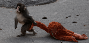 A significant increase in IKEA doll sales after the spread of the story of the famous monkey