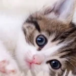 Cats: Do they hold promise for treating cancer?