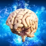 Sleep: necessary restoration processes for the brain during the night