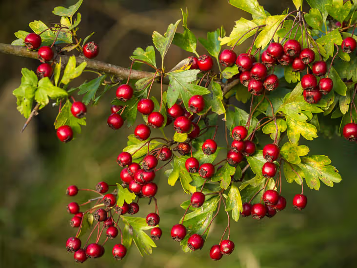 The Incredible Health Benefits of Hawthorn Herb: Nature’s Heart Tonic