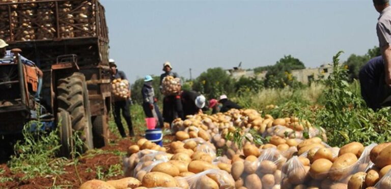 Akkar farmers call for immediate disclosure of the quantities of Egyptian potatoes stored
