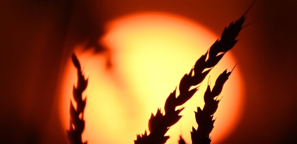 The rise in global wheat prices as a result of the decline in crop production in America