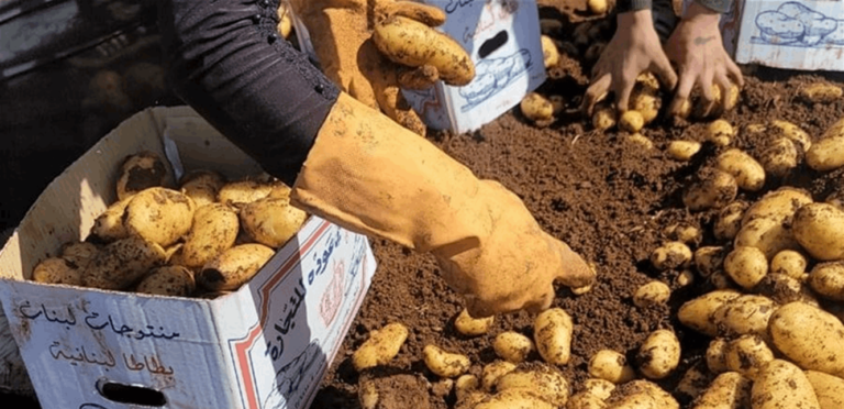 Decision from the Ministry of Agriculture regarding potato prices in the markets