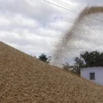 Jordan: A deal to buy 50,000 tons of barley at a price of $260.50 per ton