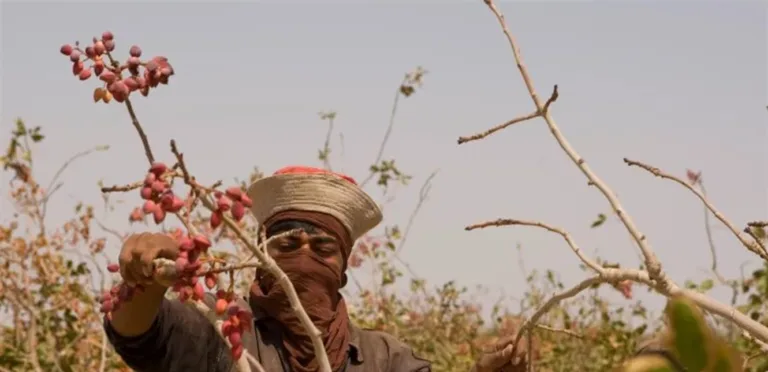 Wars raise pistachio prices to an unprecedented peak in 8 years