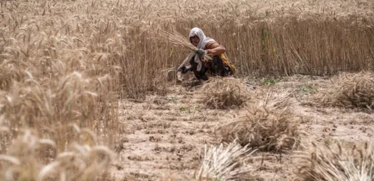 After an absence of 4 years.. India officially returns to the global wheat market