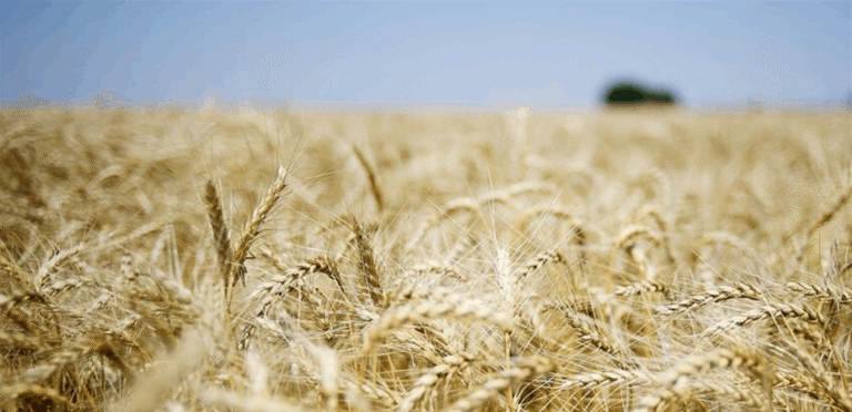 Wheat ignites protests in Syria