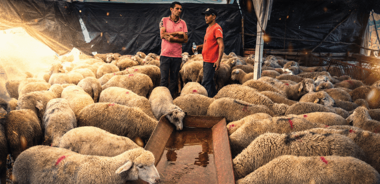 A holiday burdened with high prices… A report monitors the prices of sacrifices in Lebanon and Arab countries