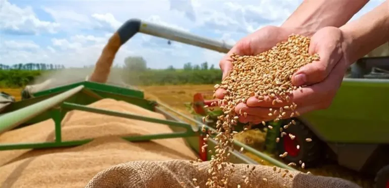 Jordan enhances its strategic stock by purchasing 60,000 tons of wheat