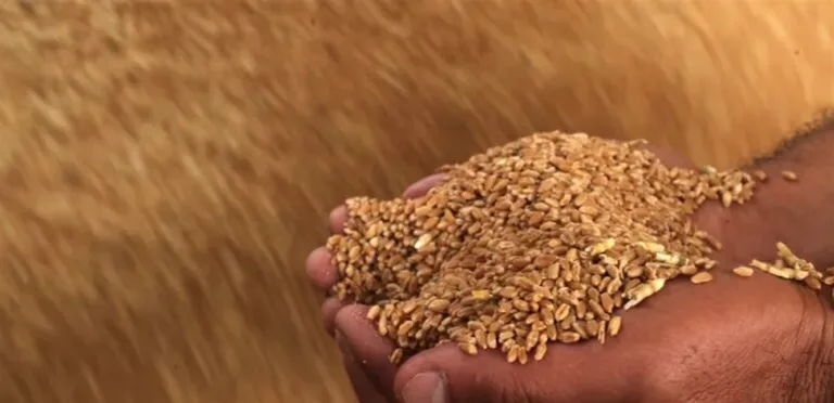 The wheat crop in Syria has doubled… and the need for imports continues