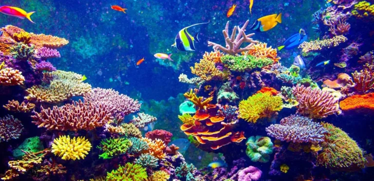 A discovery that restores hope… coral reefs that challenge climate change