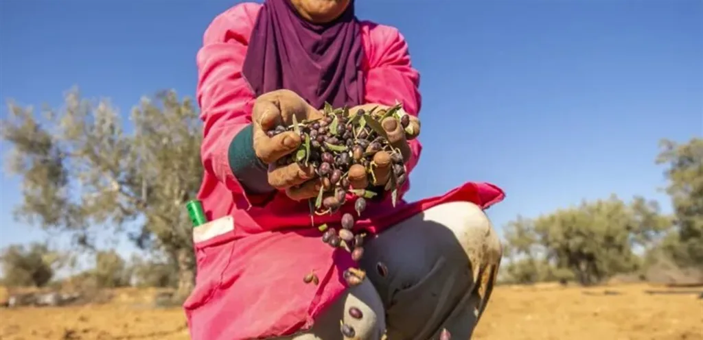 Tunisia earns $1.6 billion from olive oil exports