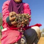 Tunisia earns $1.6 billion from olive oil exports