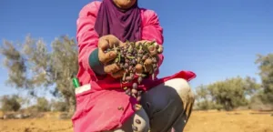 Tunisia earns $1.6 billion from olive oil exports