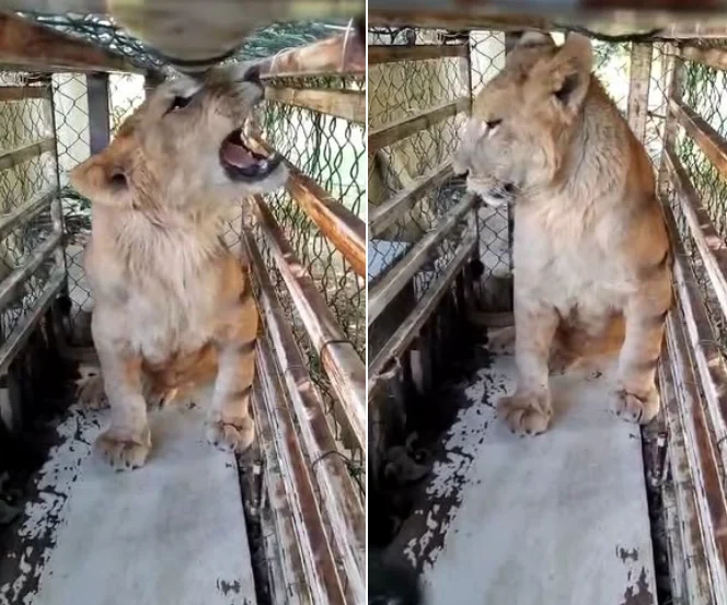 Horror in the Bekaa Valley due to a lion escaping from its enclosure… and the surprise is in the details!