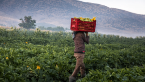 An early depression is knocking on Lebanon’s doors… a weather warning for farmers
