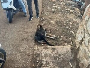 Alert in Srifa: A stray dog ​​causes panic and causes injuries amid gunfire