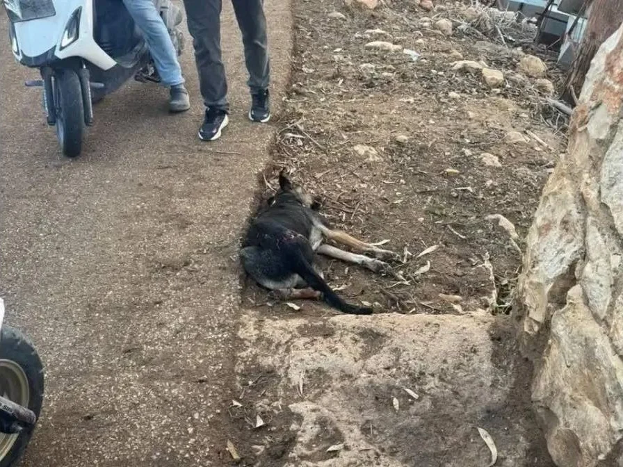 Alert in Srifa: A stray dog causes panic and causes injuries amid gunfire
