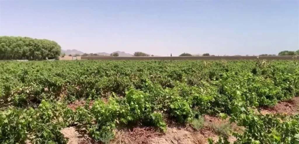 A threat to crops. Closing export routes threatens to damage agricultural products