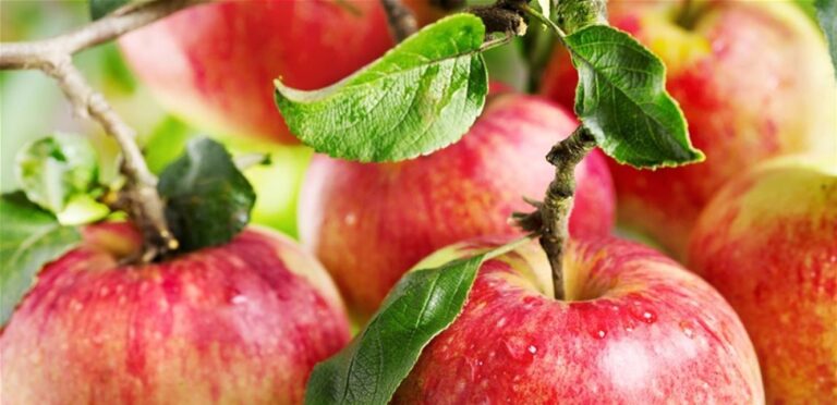 The apple disposal crisis looms on the horizon amid anticipated moves to contain it