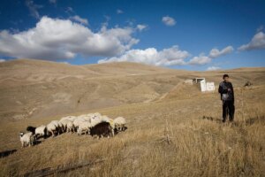 A shepherd was targeted and mysteriously disappeared amid violent clashes in the tents
