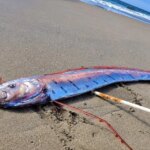 ‘Doomsday fish’ reappears in Chile amid fears of an imminent earthquake