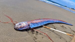 ‘Doomsday fish’ reappears in Chile amid fears of an imminent earthquake