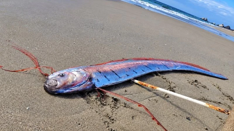 ‘Doomsday fish’ reappears in Chile amid fears of an imminent earthquake