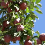 An expected breakthrough in the Lebanese apple export crisis to Arab markets