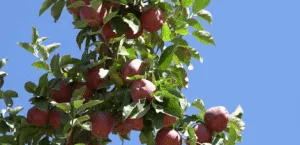 An expected breakthrough in the Lebanese apple export crisis to Arab markets