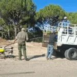 The Ministry of Agriculture launches an advanced campaign to combat fruit-bearing pine pests using modern technologies