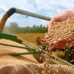 Algeria launches an international tender to purchase wheat in light of regional tensions