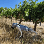 “Aggrhound”: a four-legged robot that guards agricultural crops