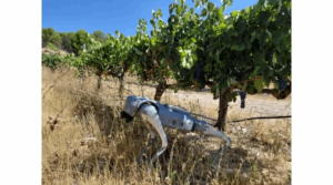 “Aggrhound”: a four-legged robot that guards agricultural crops
