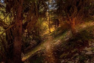 Ehden Reserve is a red line: the townspeople revolt against environmental modifications