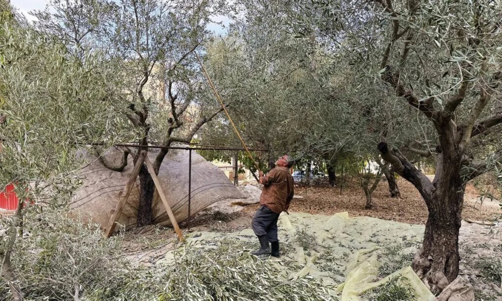 The suspended olive season in Kfar Shuba: The occupation deprives farmers of harvesting their crops