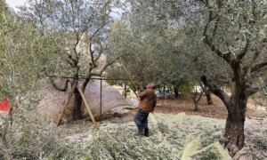 The suspended olive season in Kfar Shuba: The occupation deprives farmers of harvesting their crops